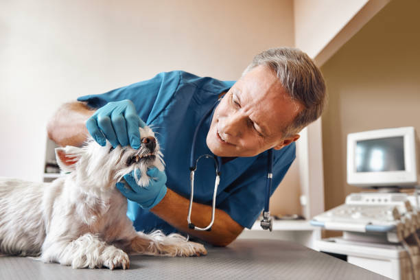  Oregon, IL Emergency Dentist Pros